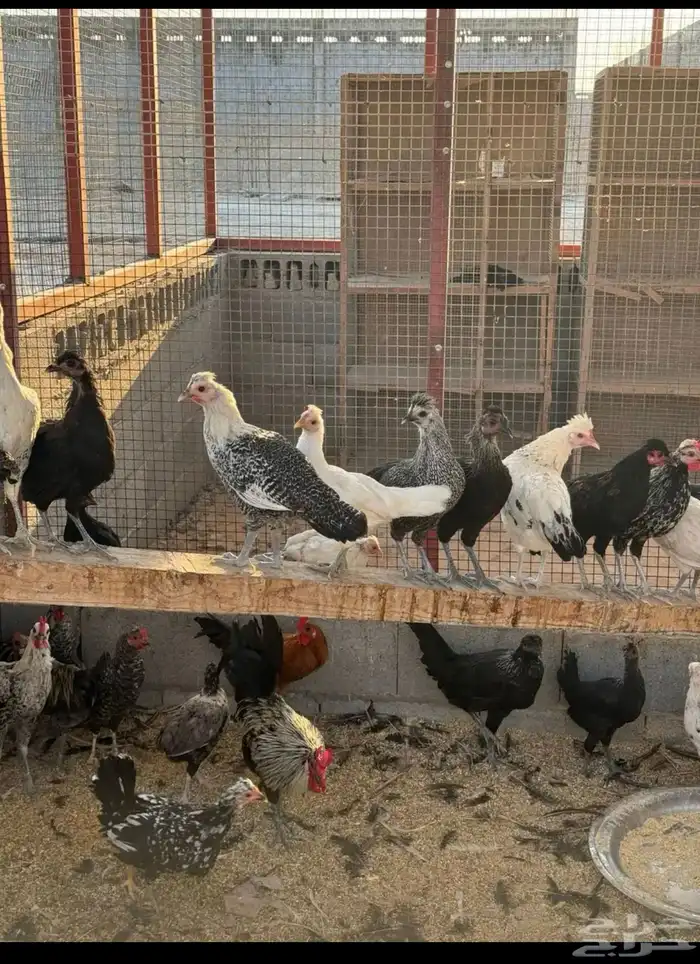 دجاج ودياكه 6