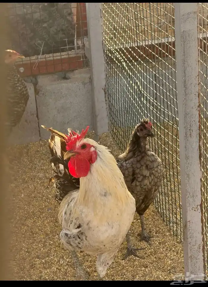 دجاج ودياكه 3