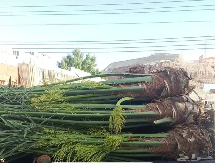 نخيل 4