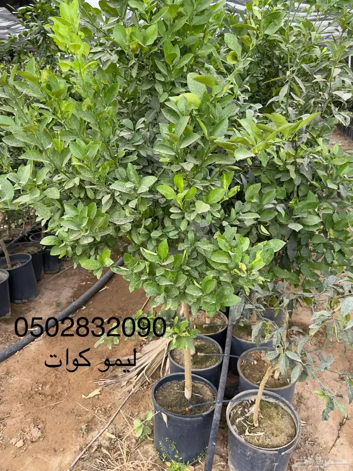 منجو صنف احجام كبيرة   الحمضيات بأنواعها   نجران 7