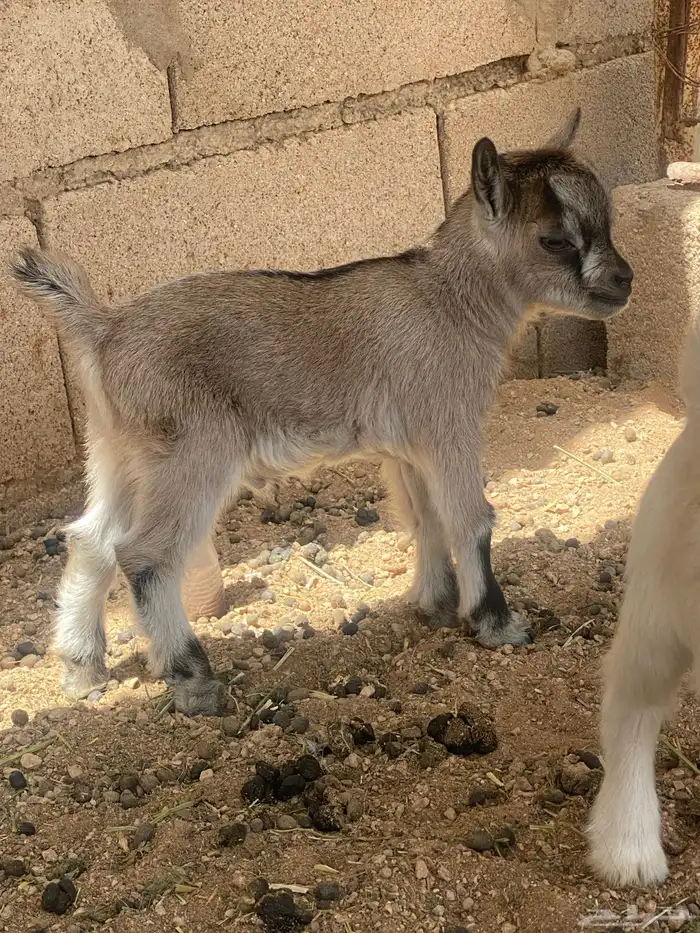 يتوفر قزمي مواليد جوز 0
