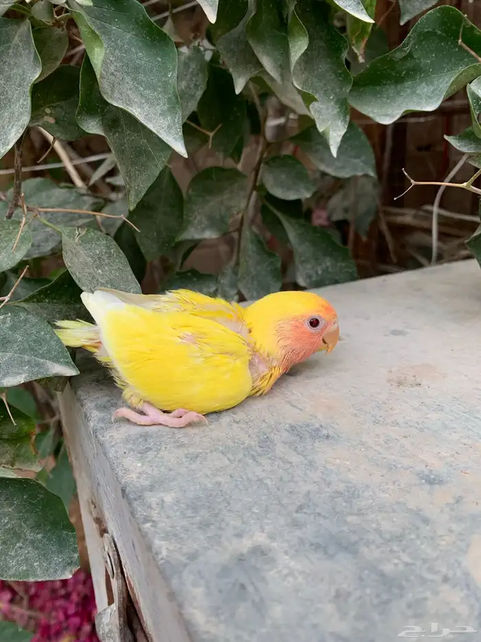 للبيع فرخ روز غر 0