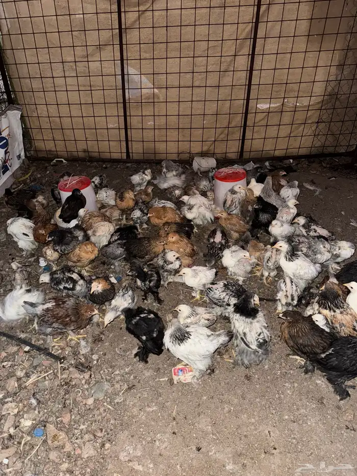 صوص دجاج براهما 4