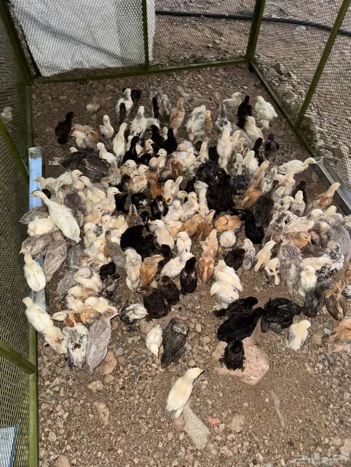 صوص دجاج براهما 2