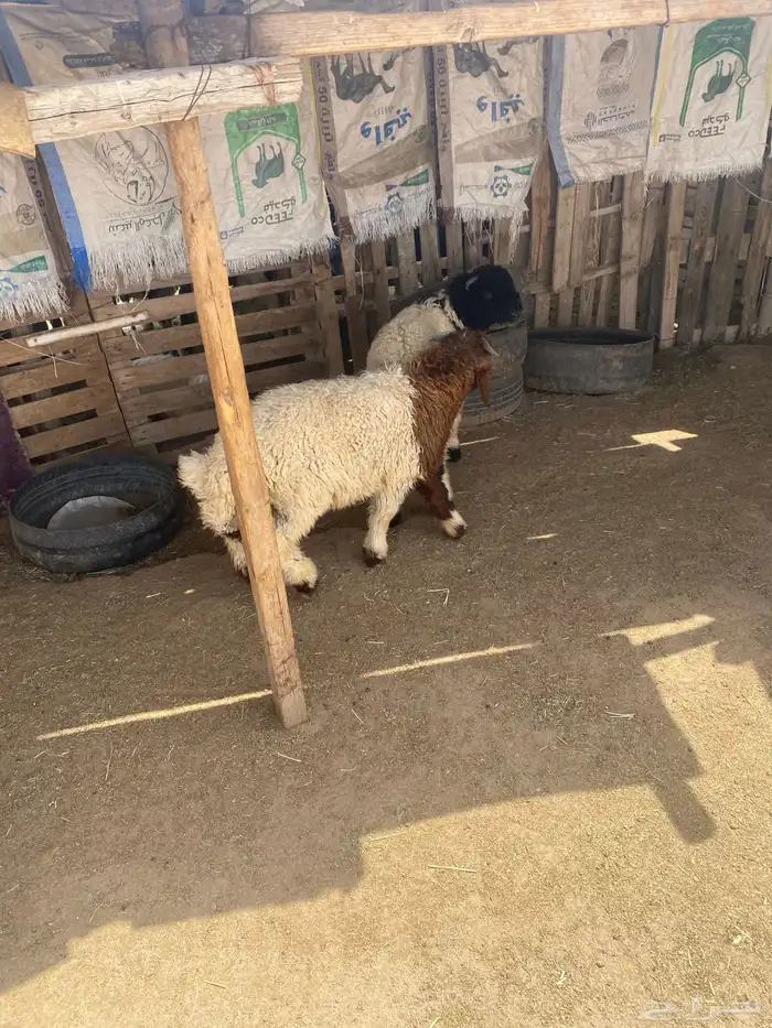 البيع طليان العدد 2 نظاف وشحم وتضحي 3