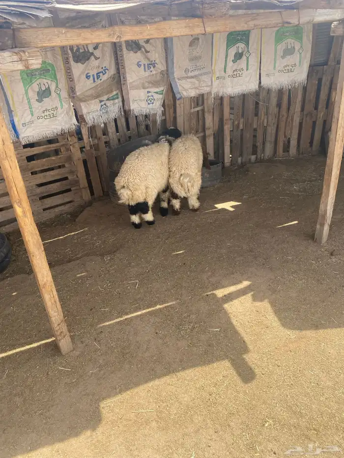 البيع طليان العدد 2 نظاف وشحم وتضحي 1