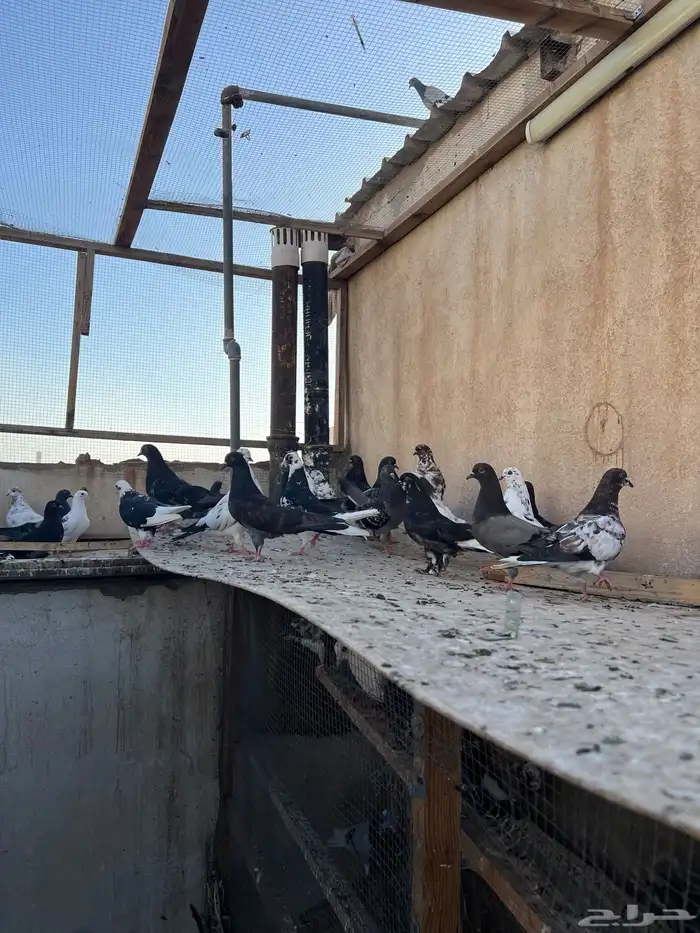 حمام اوكراني سكاي كتر 6