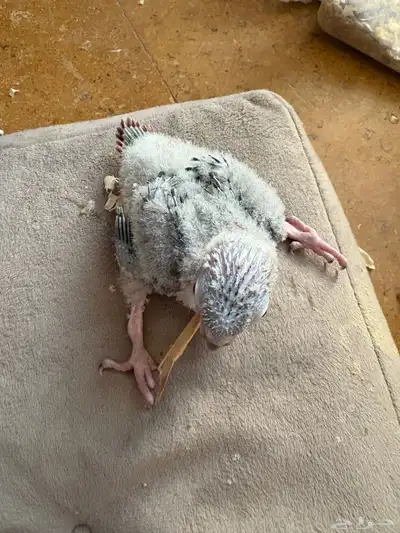 فروخ كنيور 3