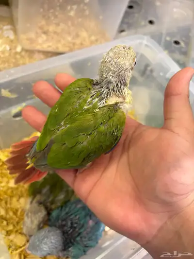 فروخ كنيور 1