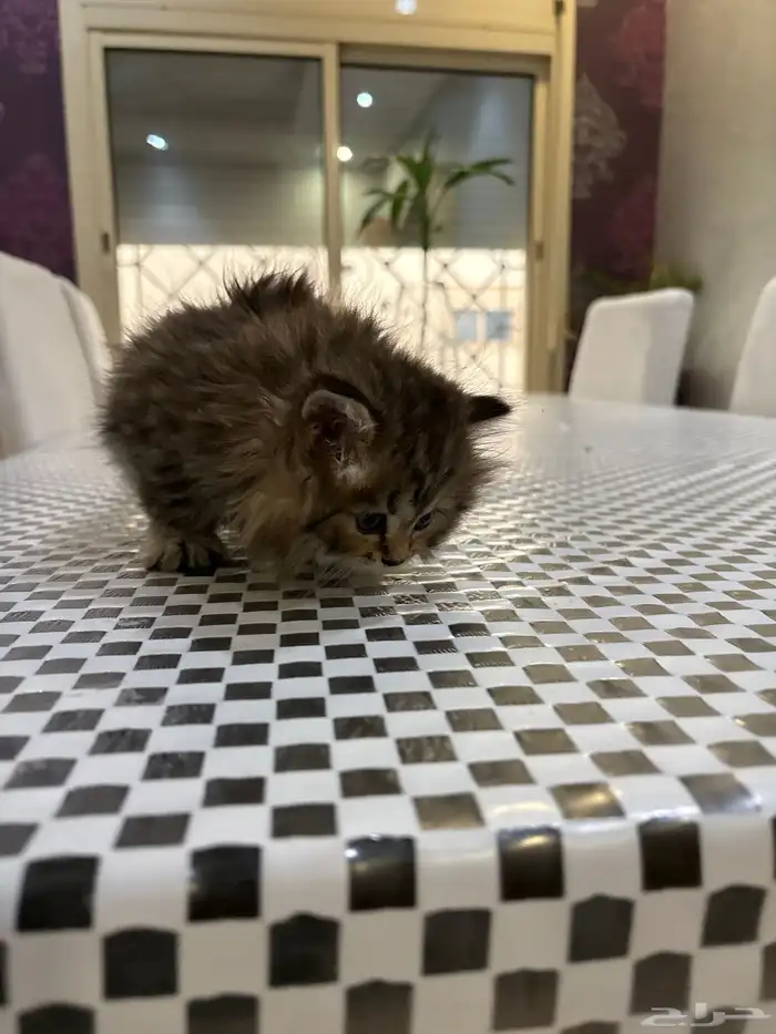 قطة العمر شهرين 0
