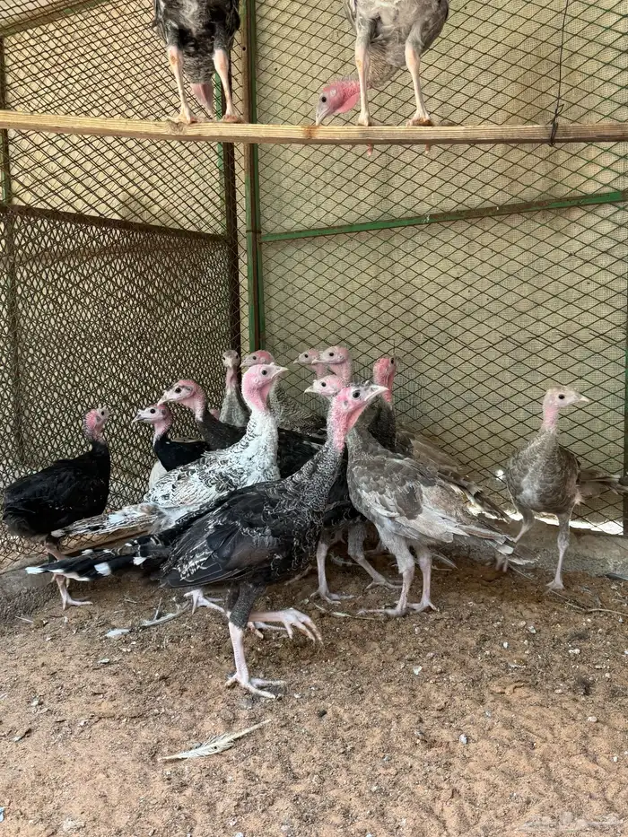 فروخ رومي ملاوين تم البيع 1