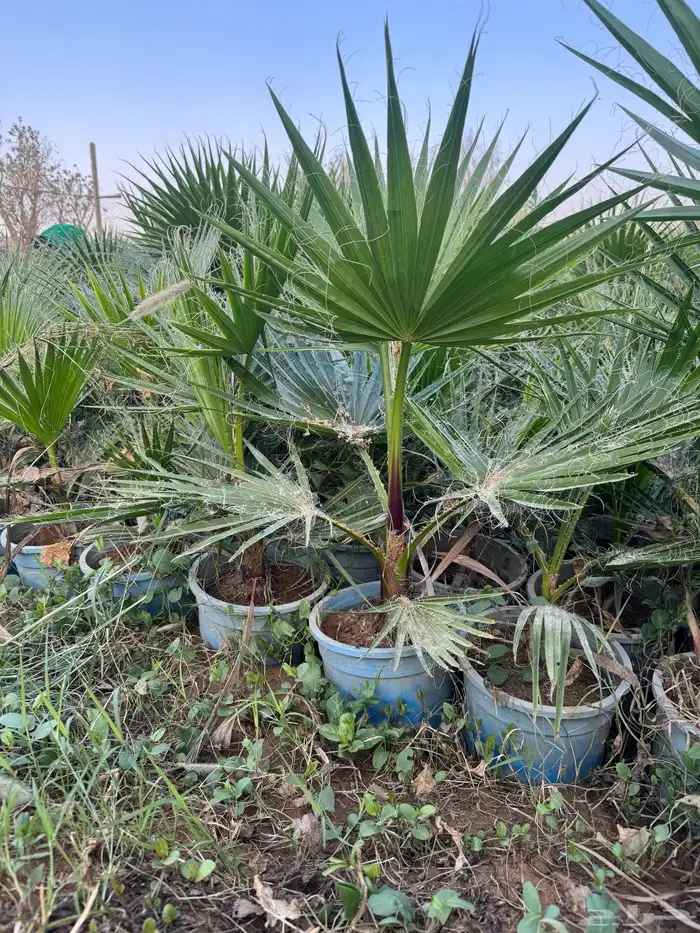 واشنطونيا 2