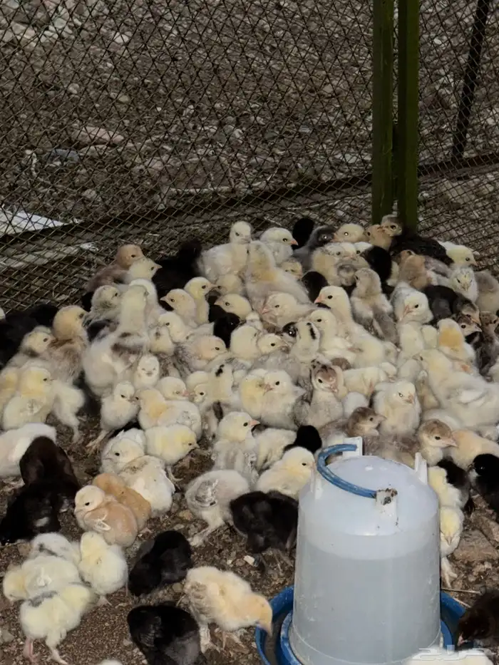 صوص دجاج براهما 0