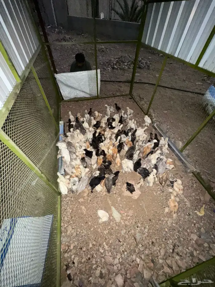 صوص دجاج براهما 1