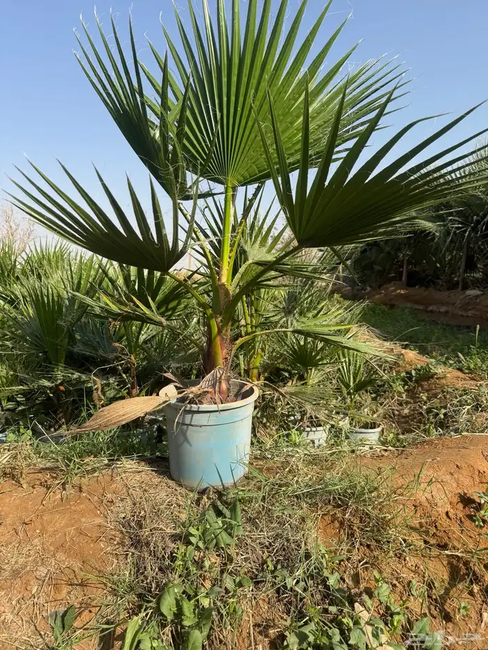 واشنطونيا 6