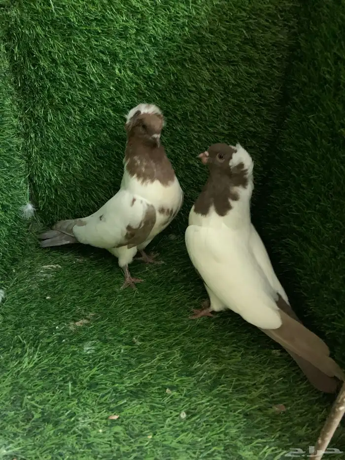 سوداني 0