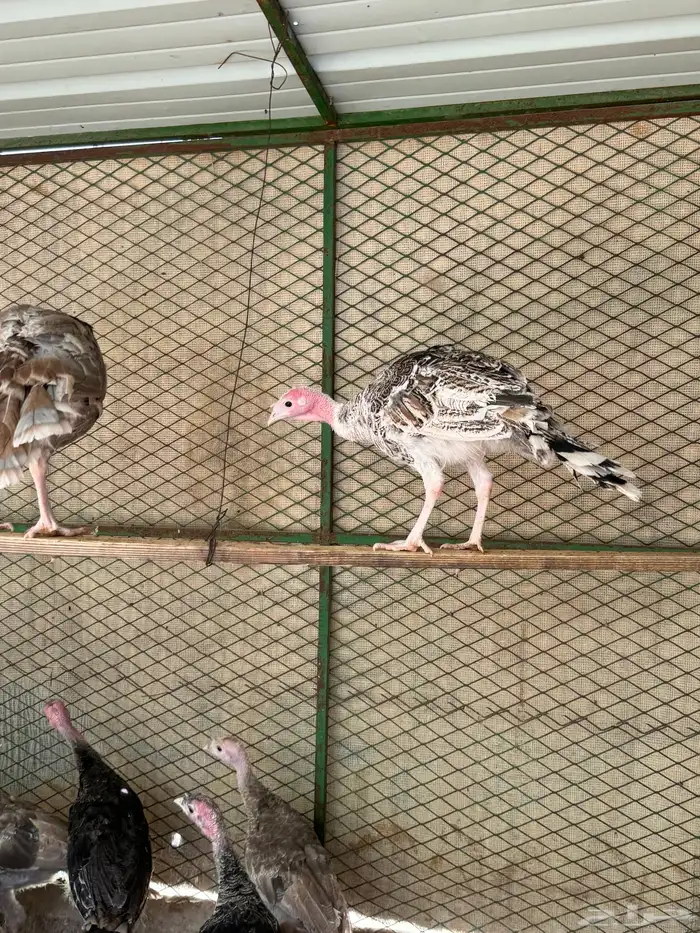 فروخ رومي ملاوين تم البيع 0