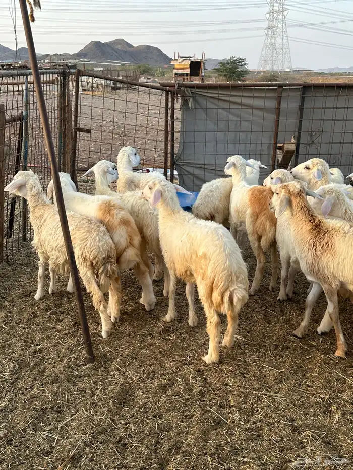 25 رخال حريات اضاحي السعر 950 2