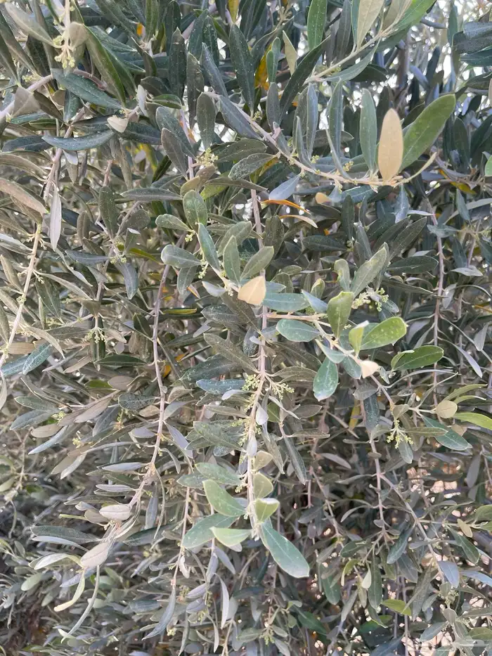 زيتون. واشجار مثمرة 33