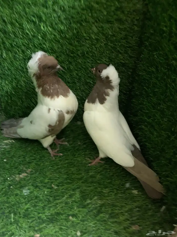 سوداني 1