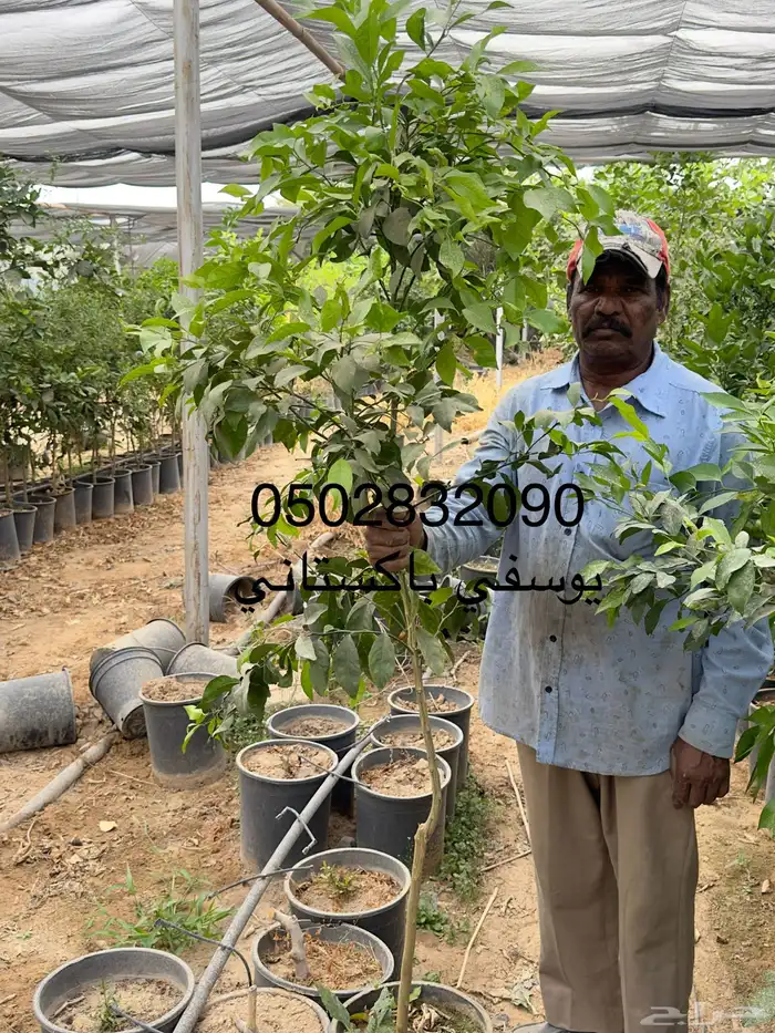 منجو صنف احجام كبيرة   الحمضيات بأنواعها   نجران 9