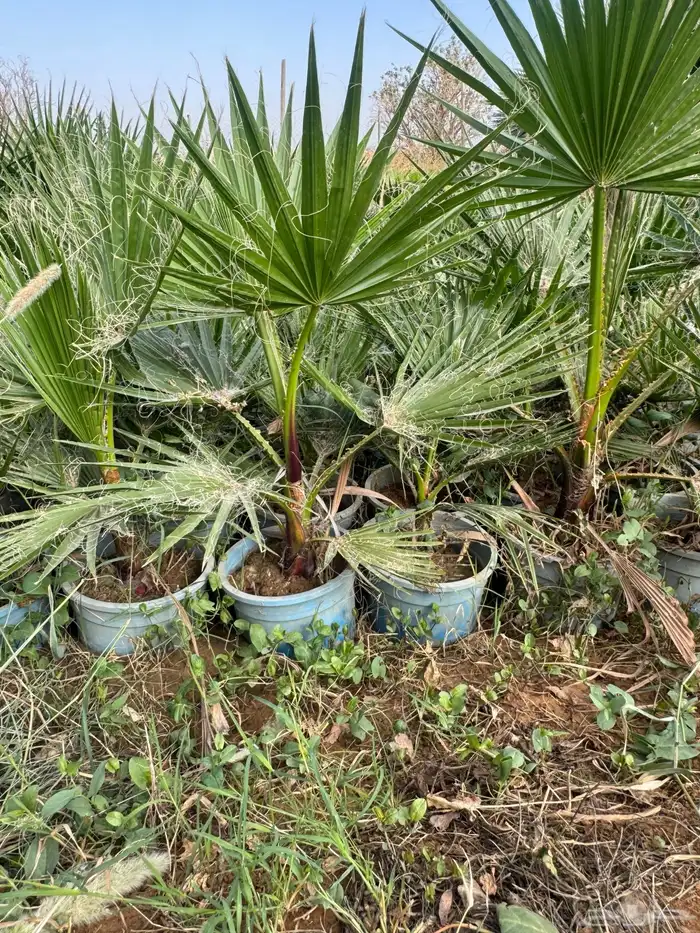 واشنطونيا 1