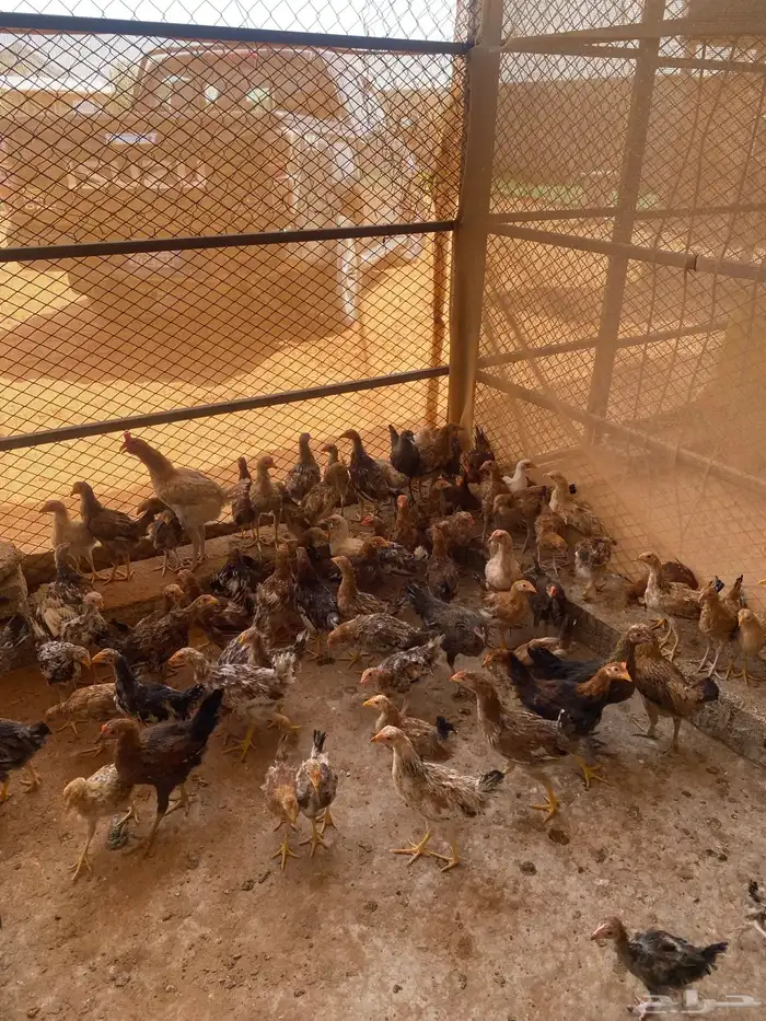 دجاج بلدي العمر أربع اشهر البيع جملة 0