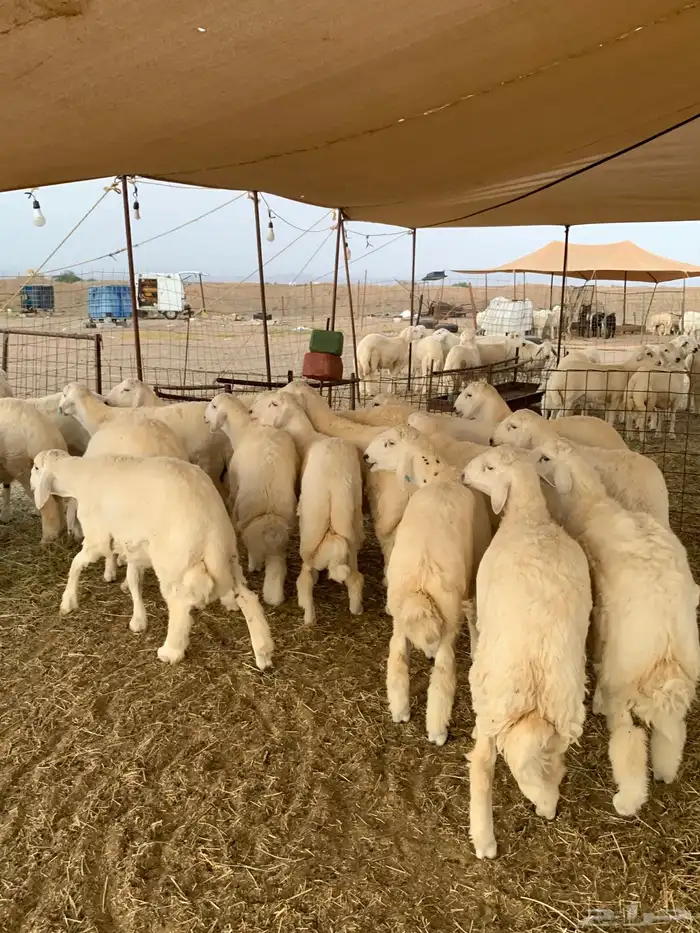 ذبايح زواج ذبائح مناسبات ذبيحه ثلاجه يوجد صلخ وتوصيل جده 1
