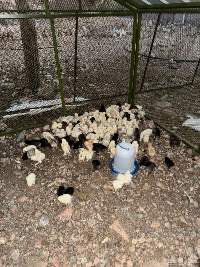 صوص دجاج براهما 3