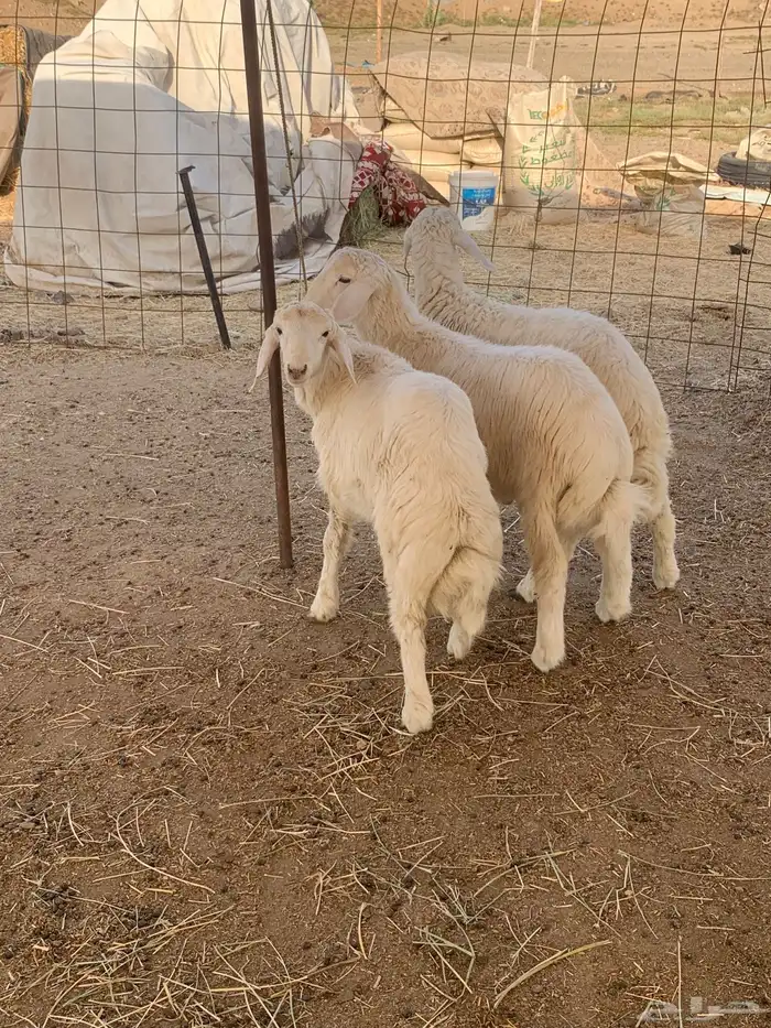 ذبايح زواج ذبائح مناسبات ذبيحه ثلاجه يوجد صلخ وتوصيل جده 5
