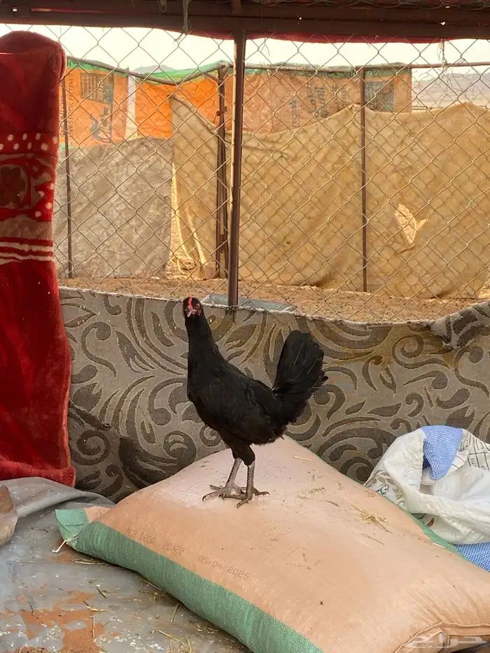 دجاج ديكها ارنب 0