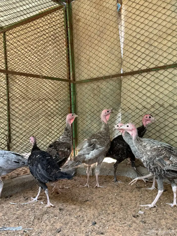 فروخ رومي ملاوين تم البيع 9