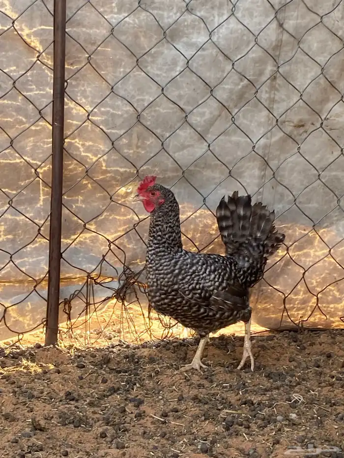 دجاج ديكها ارنب 6