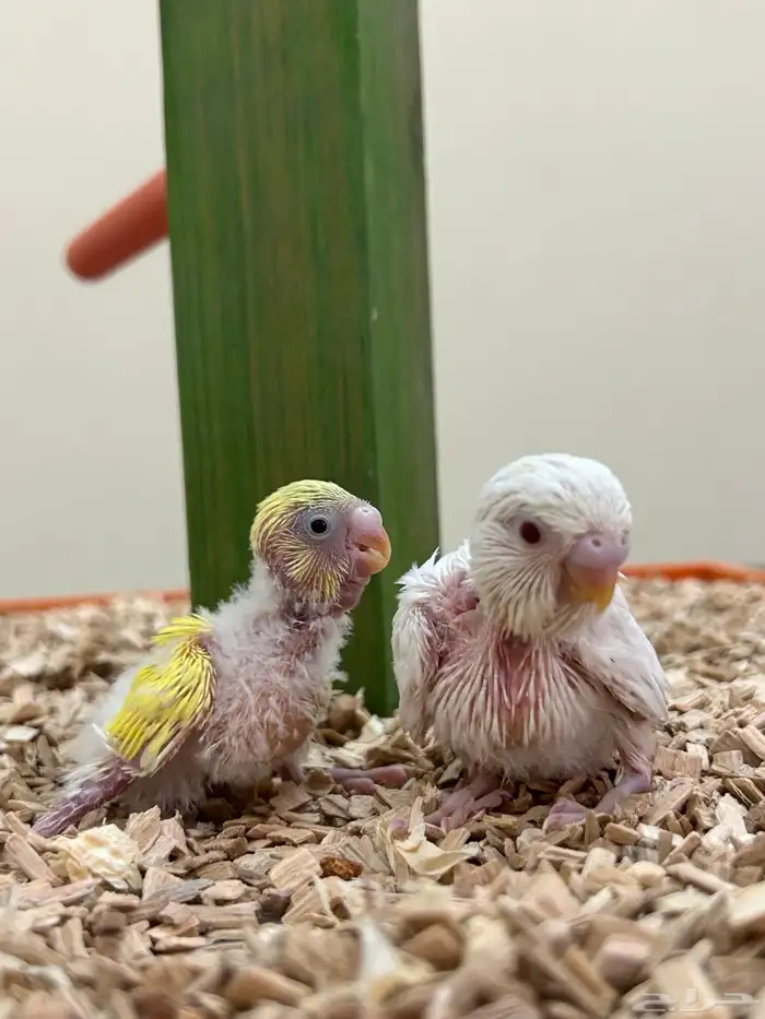 فروخ كنيور بادجي روز 1