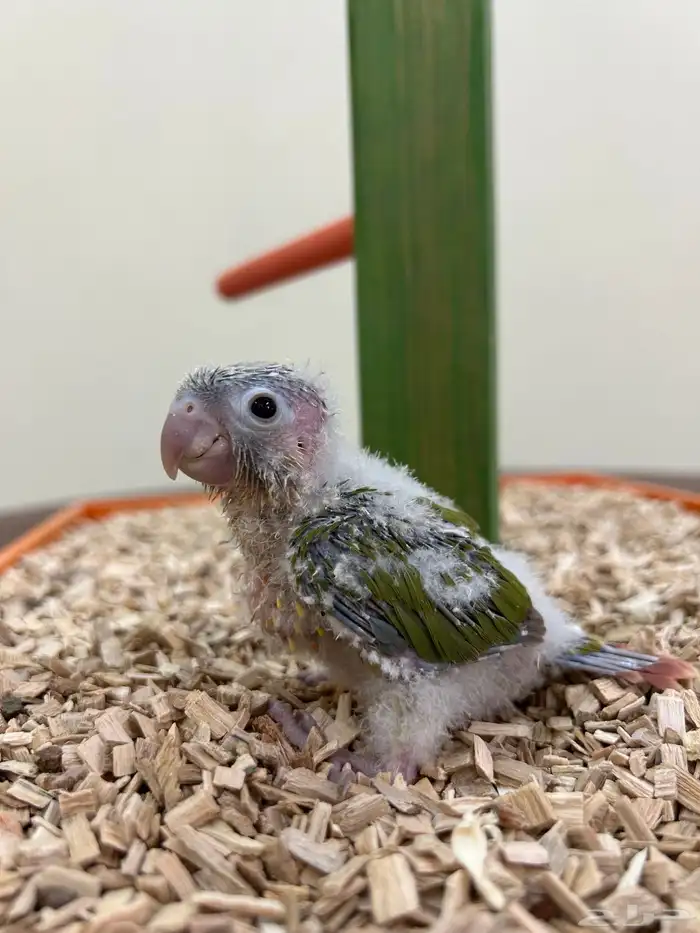 فروخ كنيور بادجي روز 2