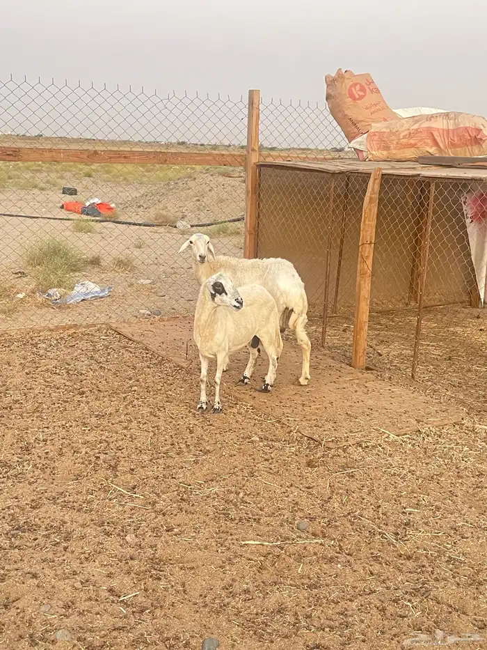 ضان للبيع تم البيع 1