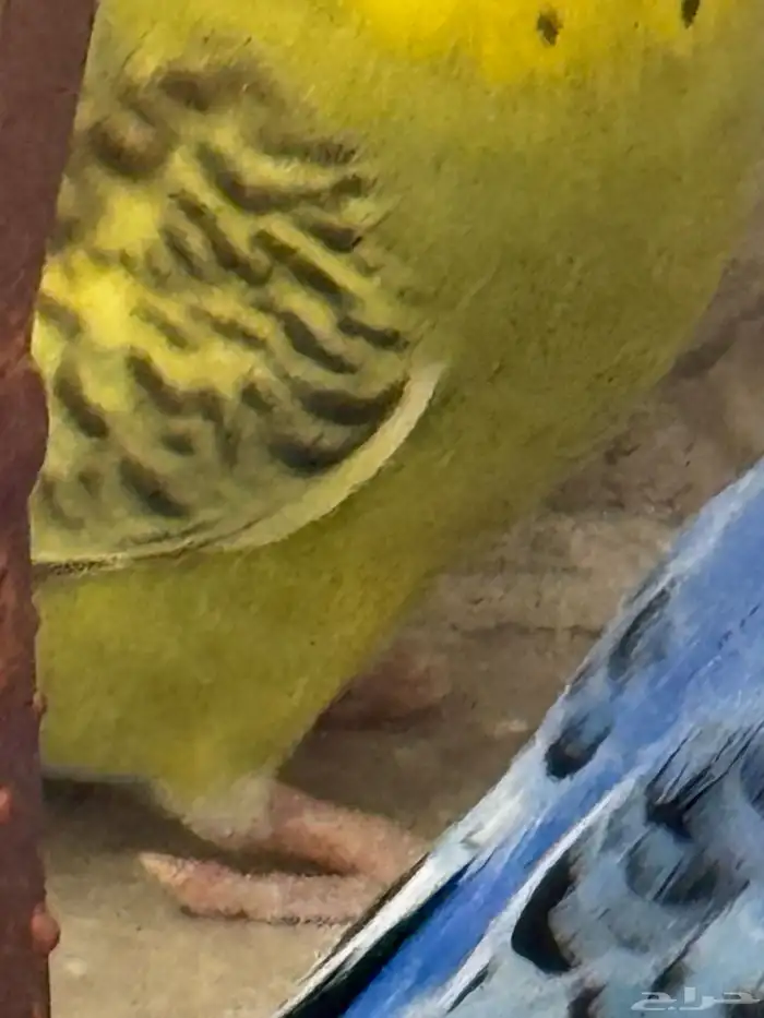 طيور 0