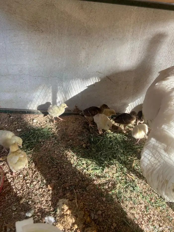 فروخ طاووس 3
