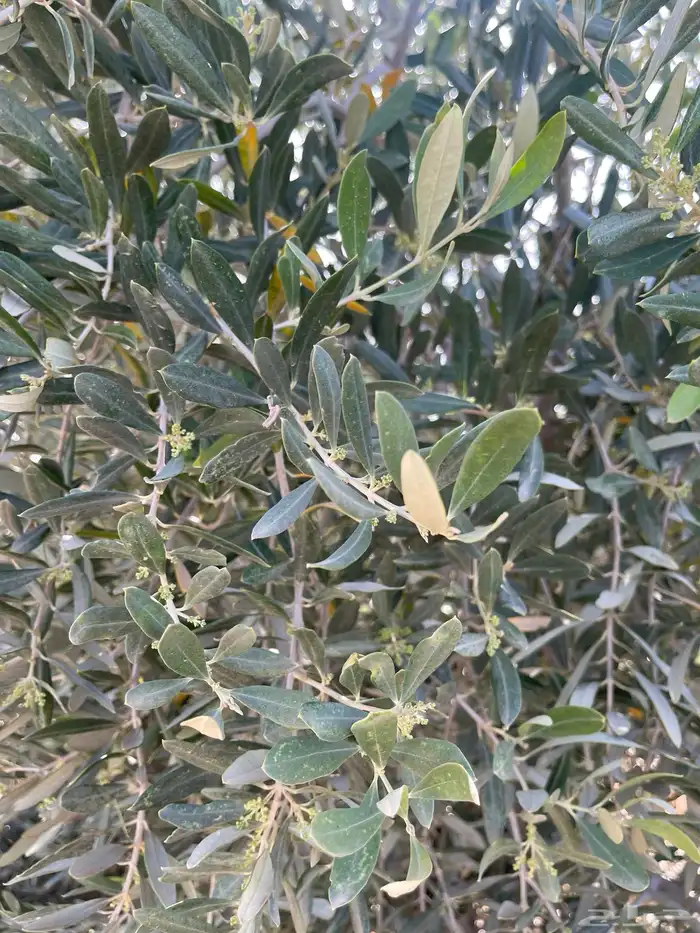 زيتون. واشجار مثمرة 32