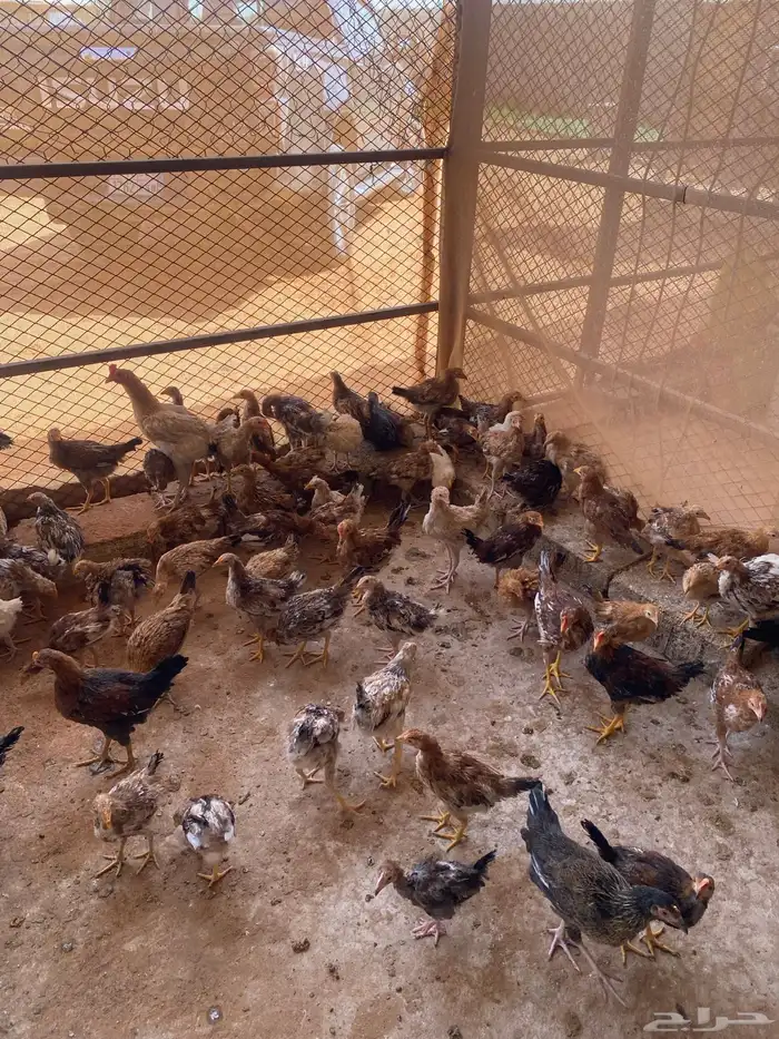دجاج بلدي العمر أربع اشهر البيع جملة 2