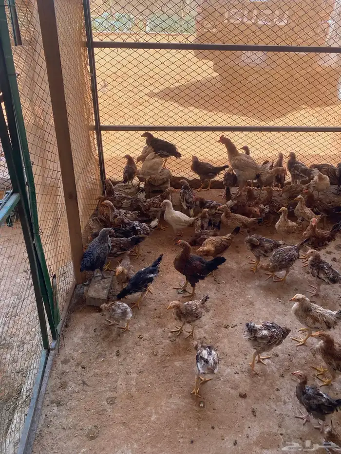 دجاج بلدي العمر أربع اشهر البيع جملة 1
