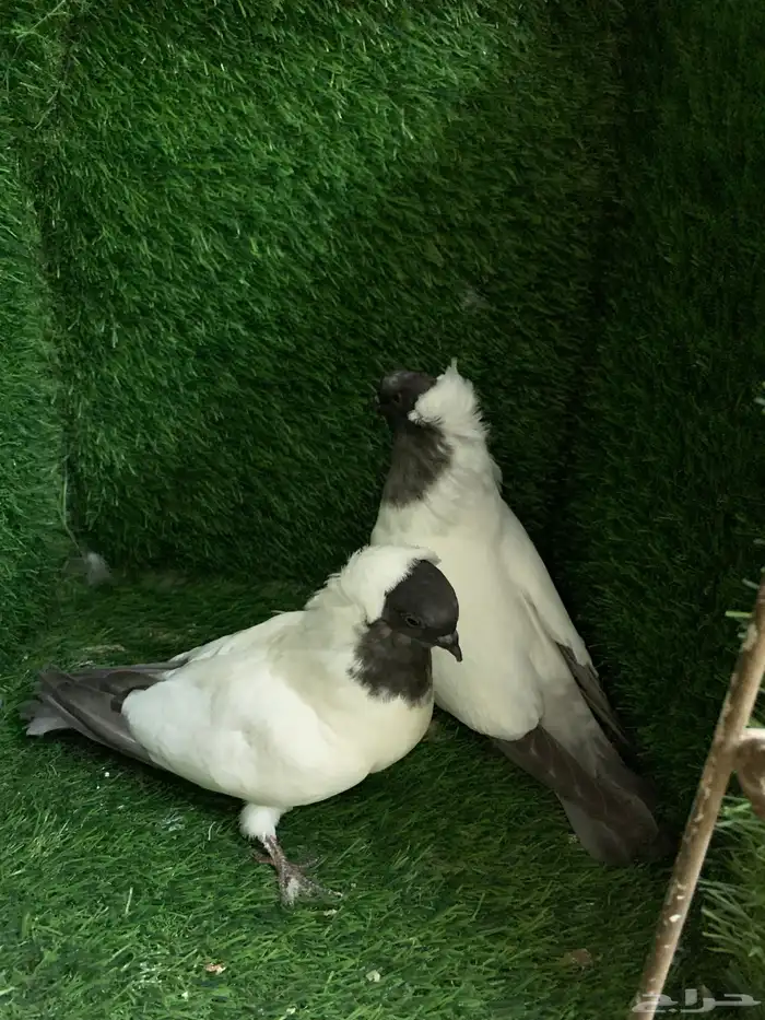 سوداني 2