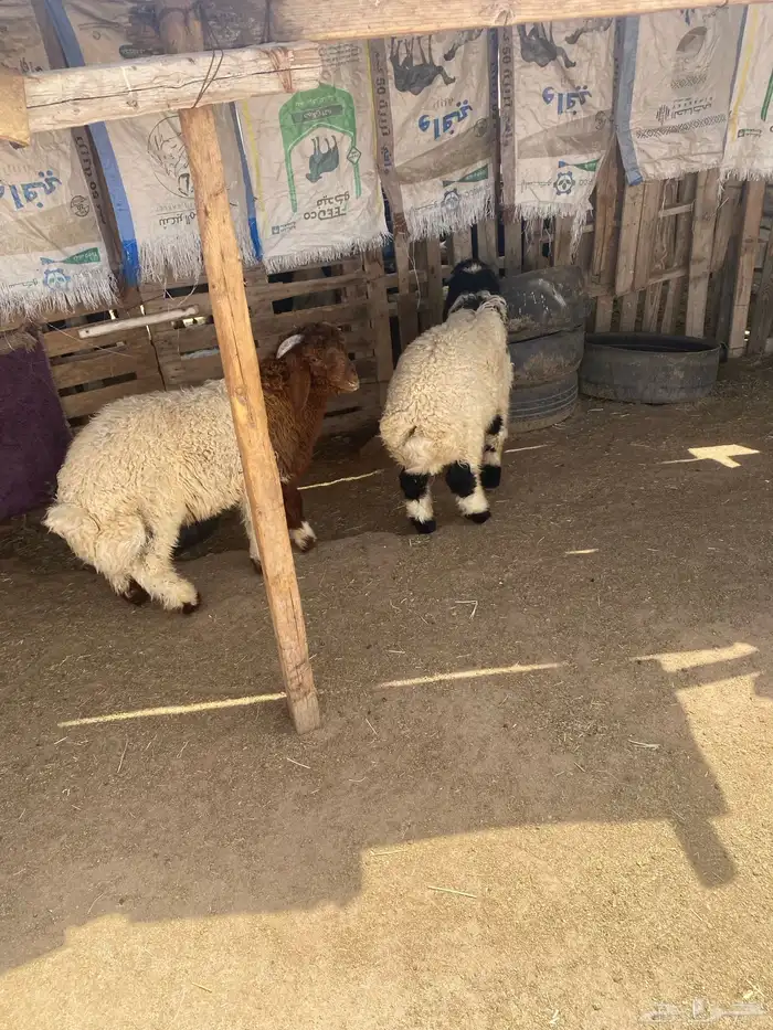 البيع طليان العدد 2 نظاف وشحم وتضحي 4