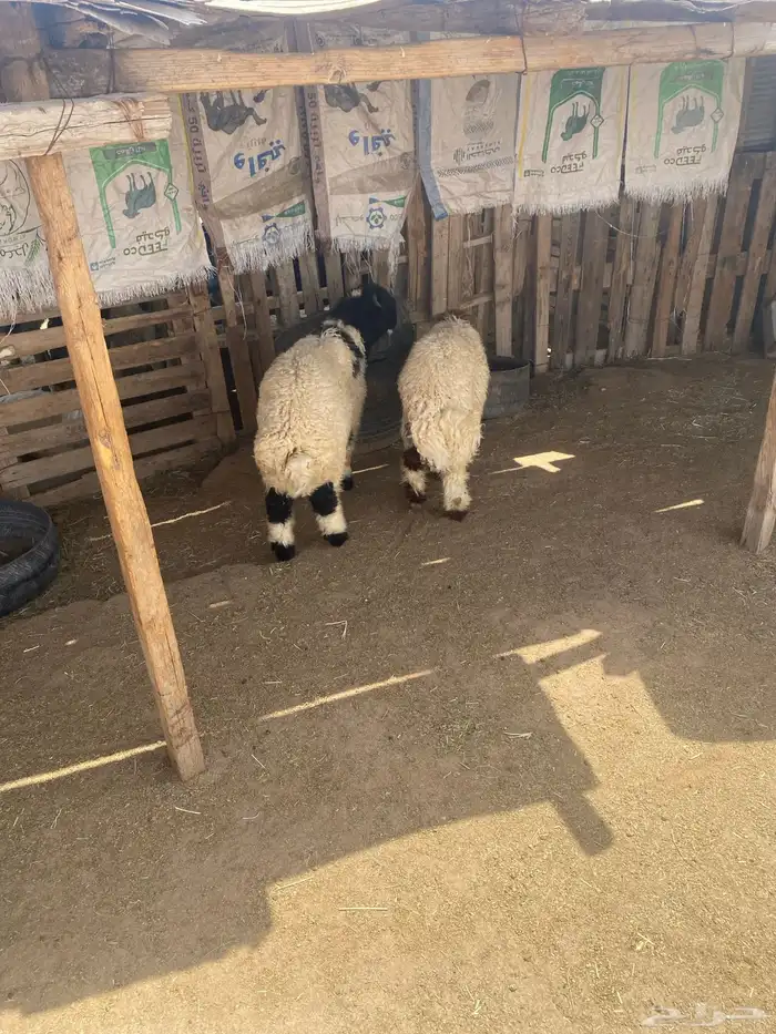 البيع طليان العدد 2 نظاف وشحم وتضحي 2
