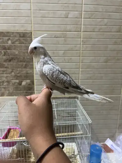 كروان هولندي. فراشه البيع مستعجل 0