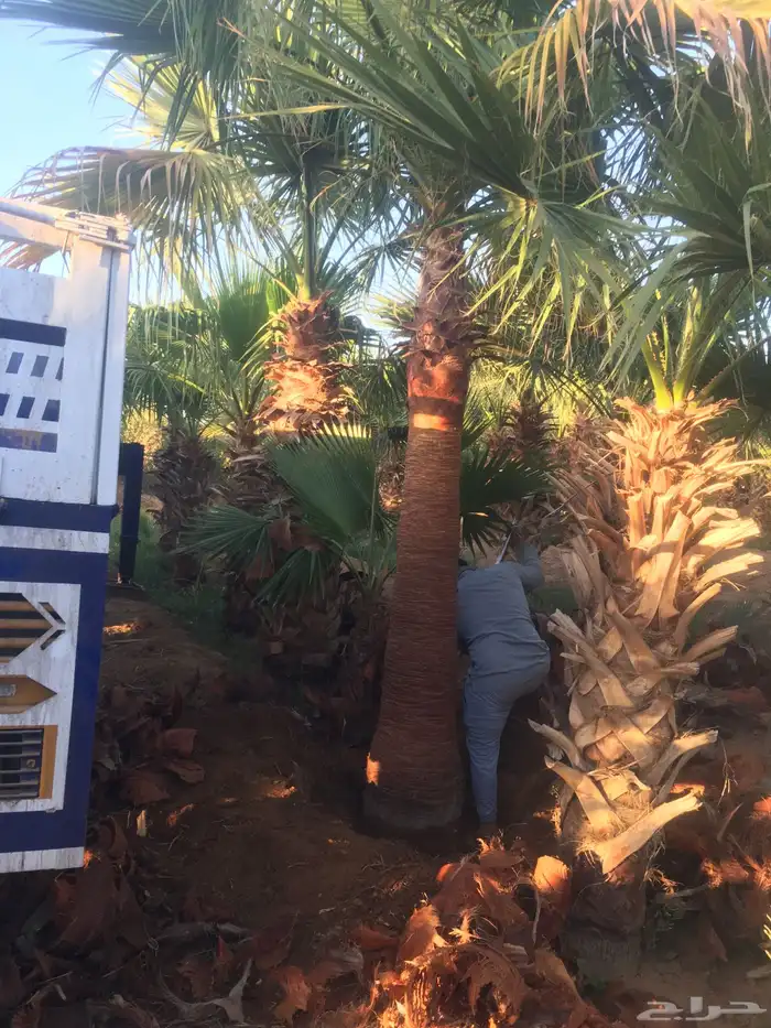 واشنطني نخيل   ابو مروحه 0