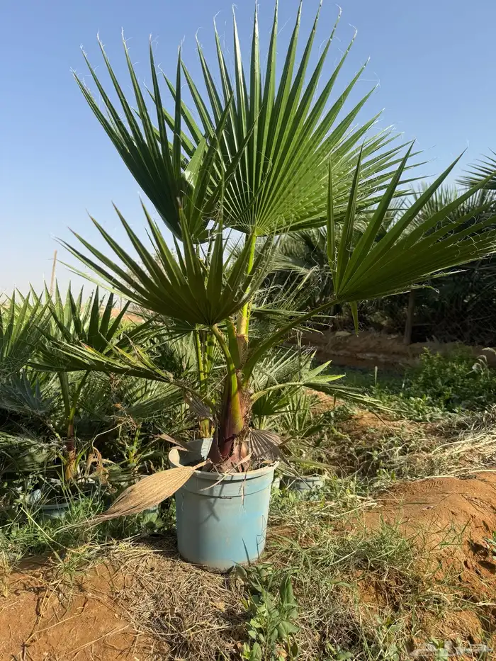واشنطونيا 5