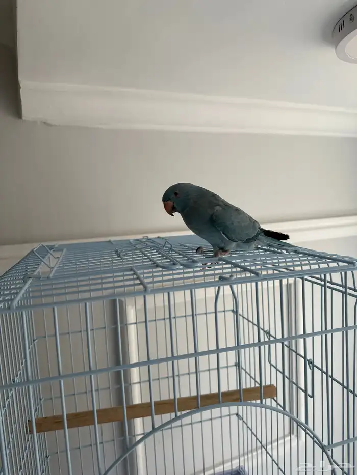 بيع ببغاء عمر خمس شهور 1