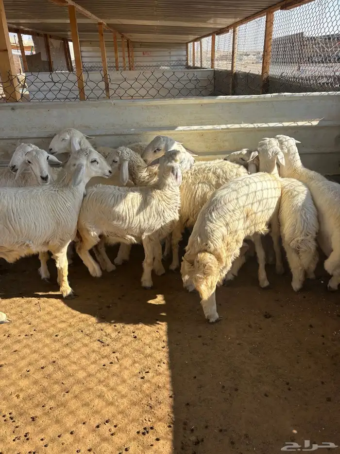 ذبائح نعيمي ذبايح حري ذبح وتوصيل 5