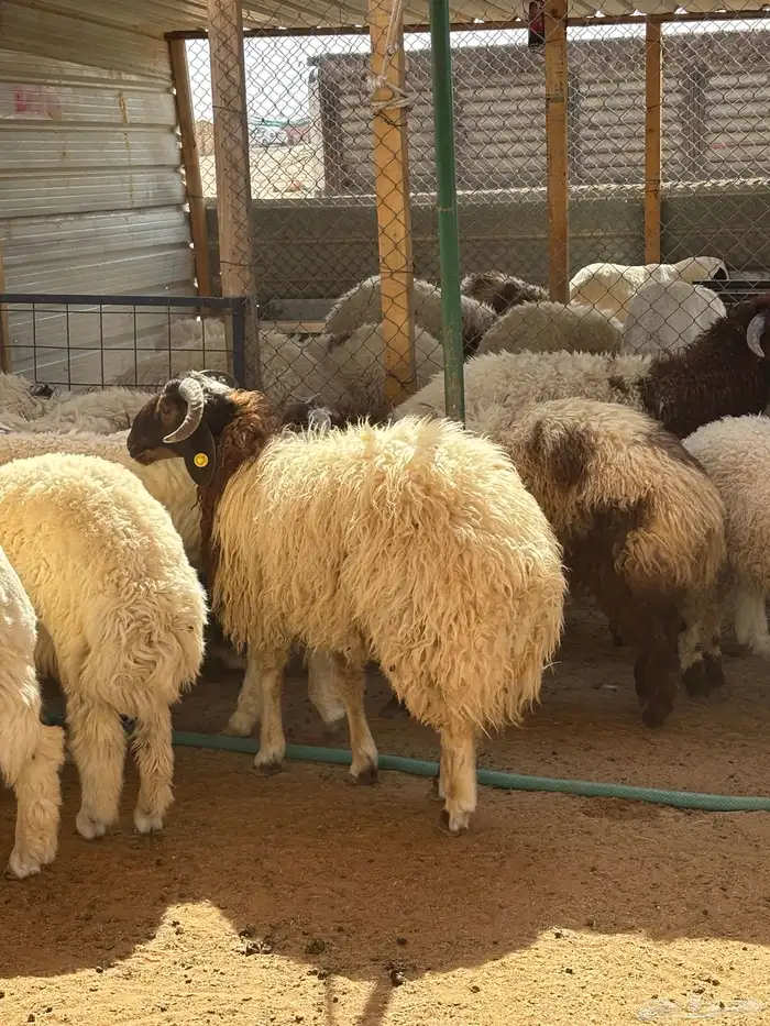 ذبايح ابو فهد ذبائح نعيمي شرط بري 6
